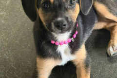 Cachorra resgatada na prefeitura de Rio Claro ganha novo lar e rotina entre servidores