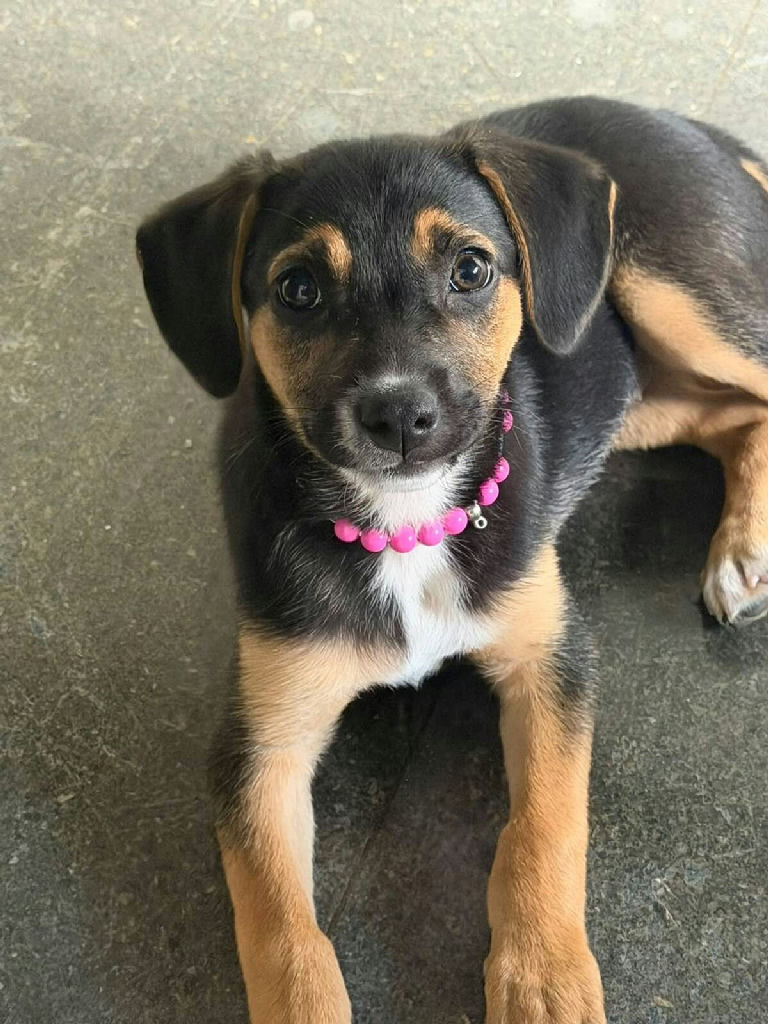 Cachorra resgatada na prefeitura de Rio Claro ganha novo lar e rotina entre servidores