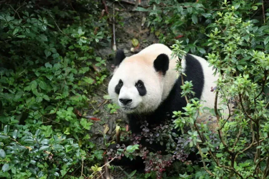 Diplomacia dos pandas: novos ursos chegam aos EUA em meio a tensões globais