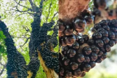 Fazenda goiana com 42 mil pés de jabuticaba atrai turistas por desafio ainda invencível