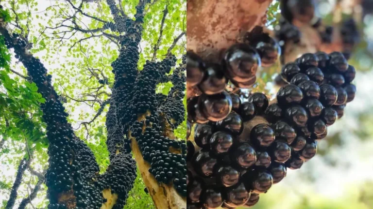 Fazenda goiana com 42 mil pés de jabuticaba atrai turistas por desafio ainda invencível