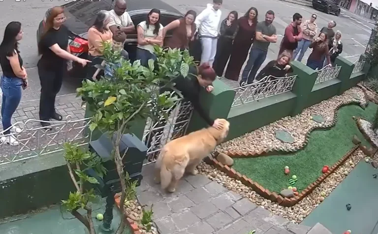 Golden retriever atrai multidão de fãs para receber carinho em Itajaí