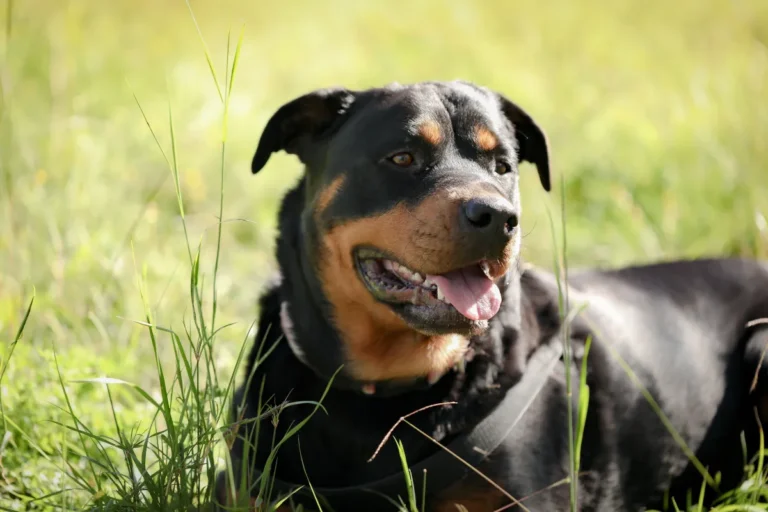 Idosa de 73 anos é atacada por dois cães da raça rottweiler em Amparo