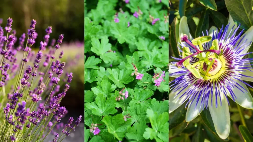 Melissa, lavanda e passiflora: entenda os nomes científicos de plantas que promovem o relaxamento
