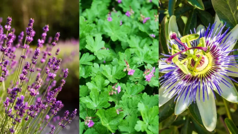 Melissa, lavanda e passiflora: entenda os nomes científicos de plantas que promovem o relaxamento