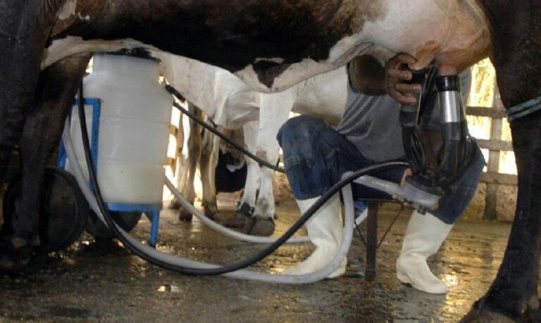 Produção de leite atinge recorde histórico com ganho de produtividade no campo