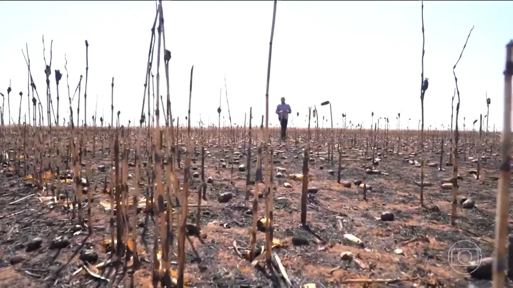 Queimadas devastam lavouras em Goiás e geram prejuízos milionários no campo