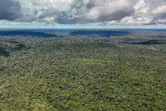 Amazônia atinge menor índice de desmatamento das últimas quatro décadas