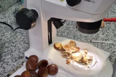Carga de castanhas com praga exótica é interceptada no aeroporto de Guarulhos