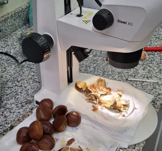 Carga de castanhas com praga exótica é interceptada no aeroporto de Guarulhos