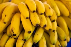 Cientistas desenvolvem banana geneticamente editada que resiste ao escurecimento