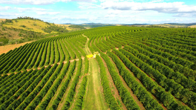 Custo de fertilizantes pressiona cafeicultores no início da nova safra