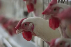 Doença de newcastle: saiba quais são os protocolos essenciais nas granjas