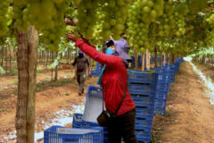 Exploração laboral sustenta a fruticultura bilionária no Brasil