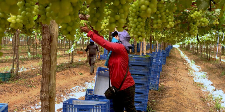 Exploração laboral sustenta a fruticultura bilionária no Brasil