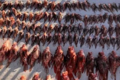 Fernando de Noronha registra recorde histórico com mais de 300 peixes-leão retirados em manejo