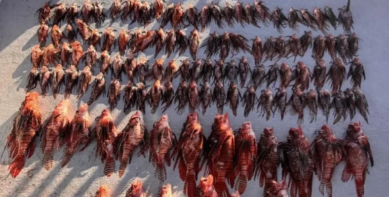 Fernando de Noronha registra recorde histórico com mais de 300 peixes-leão retirados em manejo