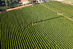 Gigante do café brasileiro avança em processo de recuperação judicial para reestruturar dívidas