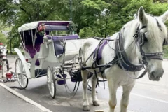 Nova York vota pelo fim das tradicionais carruagens puxadas por cavalos