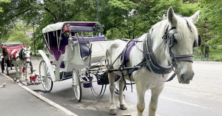 Nova York vota pelo fim das tradicionais carruagens puxadas por cavalos