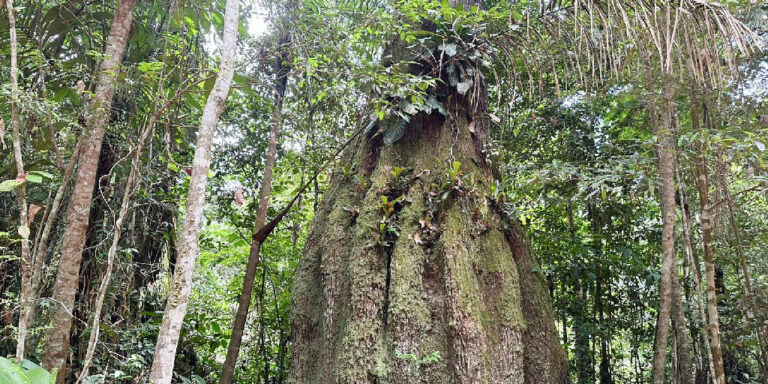 Observatório do Clima aponta que 70% dos congressistas da nova legislatura rejeitam pauta ambiental