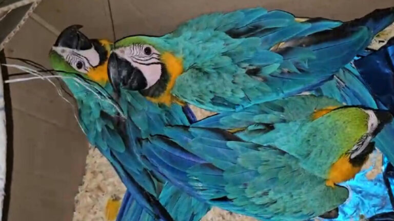 Operação policial resgata araras-canindé transportadas ilegalmente em Ubatuba