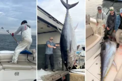 Pescadores fisgam atum gigante de 300 kg mas correm contra o tempo para buscar filhos na escola