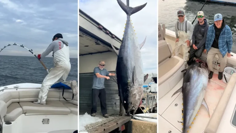 Pescadores fisgam atum gigante de 300 kg mas correm contra o tempo para buscar filhos na escola