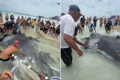 Pescadores unem forças e libertam raia gigante presa em rede na Praia Grande em Arraial do Cabo