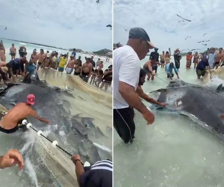 Pescadores unem forças e libertam raia gigante presa em rede na Praia Grande em Arraial do Cabo
