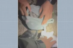 Polícia localiza arsenal e entorpecentes escondidos sob o solo em Jaboatão dos Guararapes
