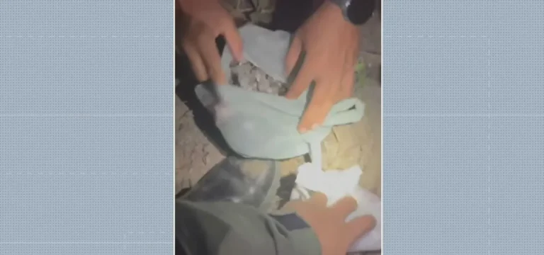 Polícia localiza arsenal e entorpecentes escondidos sob o solo em Jaboatão dos Guararapes
