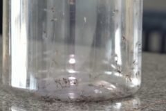 Ponta Grossa inicia soltura de mosquitos contra a dengue