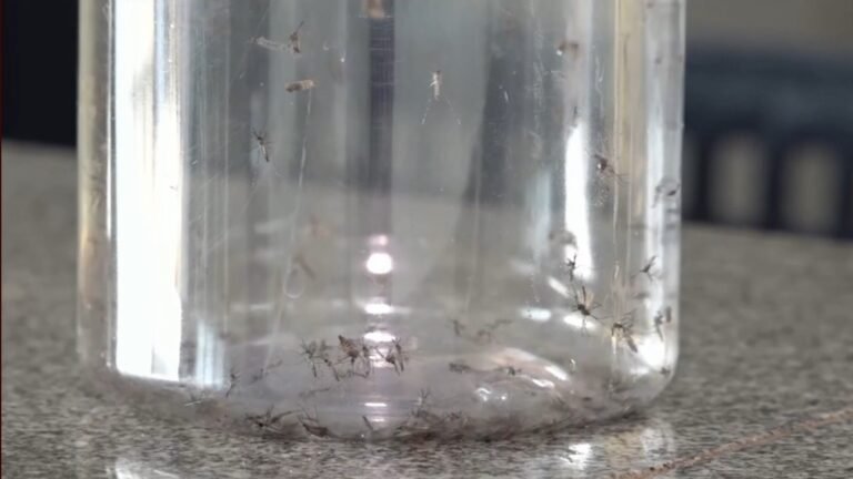 Ponta Grossa inicia soltura de mosquitos contra a dengue