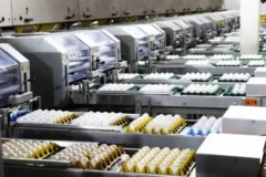 Produção brasileira de ovos projeta alta de 5% em 2026 mesmo com mercado retraído