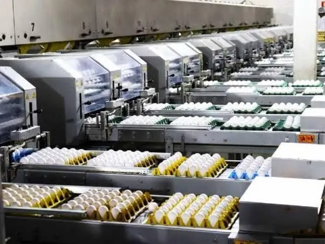 Produção brasileira de ovos projeta alta de 5% em 2026 mesmo com mercado retraído