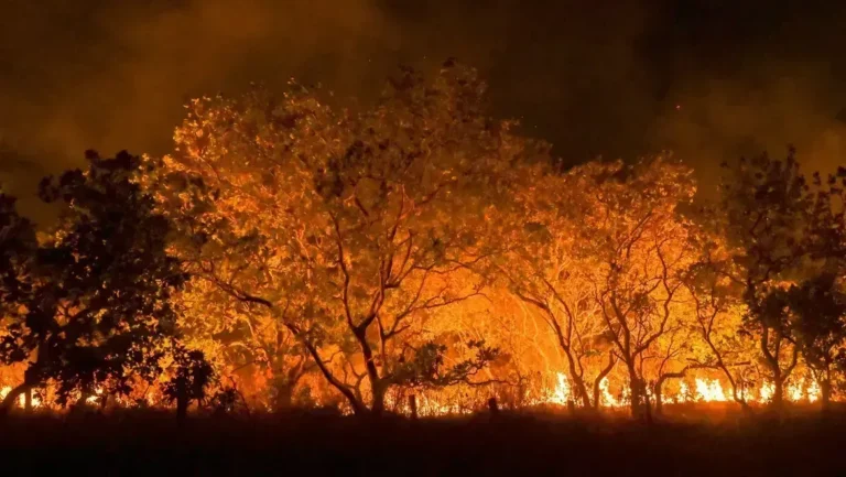 Queimadas no Amazonas colocam quatro cidades entre as mais afetadas do Brasil