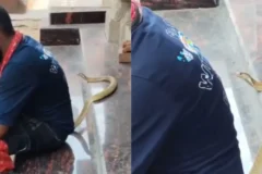 Resgatador de serpentes morre após ser picado durante gravação de vídeo na Índia