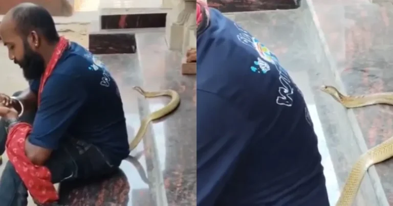 Resgatador de serpentes morre após ser picado durante gravação de vídeo na Índia