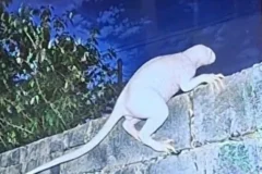 Suposta criatura conhecida como chupacabra é fotografada no méxico