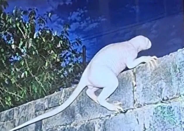 Suposta criatura conhecida como chupacabra é fotografada no méxico