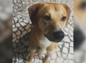 Polícia Civil de Santa Catarina investiga um segundo caso envolvendo o cão caramelo  • Repro...