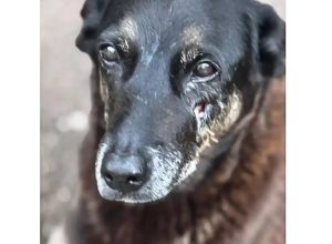 © Polícia Civil de Santa Catarina