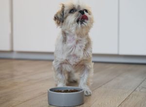 Idade e porte definem a ração ideal do pet.  • Freepik