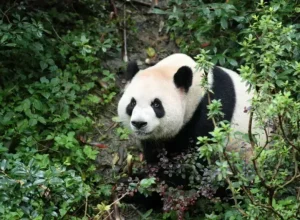 Diplomacia dos pandas: novos ursos chegam aos EUA em meio a tensões globais
