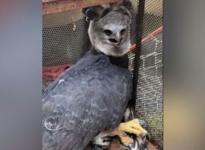 Harpia é resgatada com ferimento grave na asa em área rural de Rondônia
