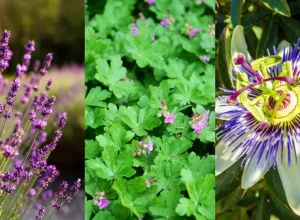 Melissa, lavanda e passiflora: entenda os nomes científicos de plantas que promovem o relaxamento