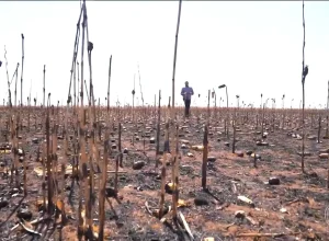 Queimadas devastam lavouras em Goiás e geram prejuízos milionários no campo