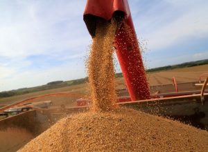 Soja sendo carregada em caminhão  • 17/02/2020REUTERS/Jorge Adorno
