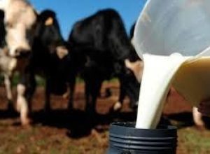 Produtores de leite enfrentam perdas financeiras  • Divulgação